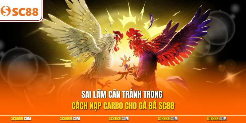 Sai lầm cần tránh trong cách nạp Carbo cho gà đá SC88