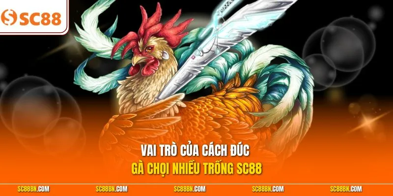 Vai trò của cách đúc gà chọi nhiều trống SC88